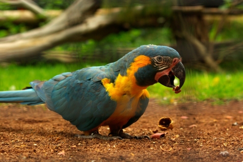 papagoi1